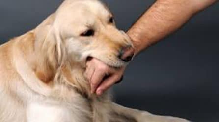 dog bite treatment